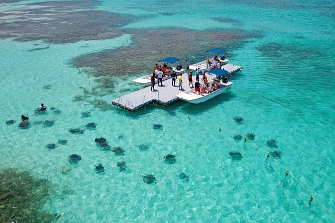 Meet the Stingrays