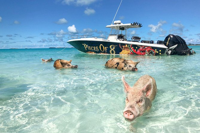 Great for Cruise Visitors